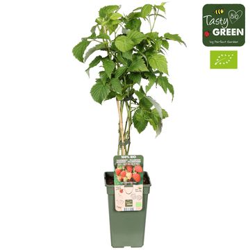 Rubus idaeus 'Malling Promise'