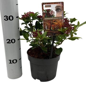 Viburnum tinus 'Gwenllian'