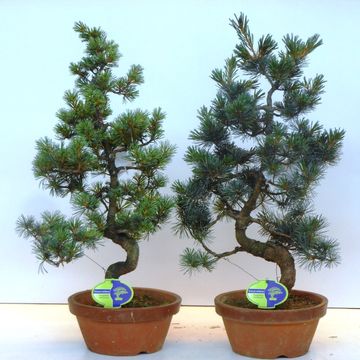 Pinus parviflora pentaphylla