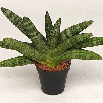 Sansevieria 'Starfish'