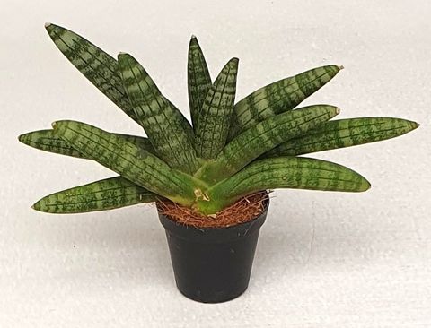 Sansevieria 'Starfish'