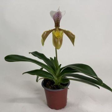 Paphiopedilum gratrixianum daoense