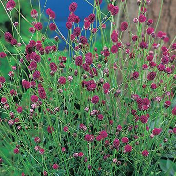 Sanguisorba officinalis 'Tanna'