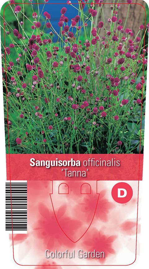 Sanguisorba officinalis 'Tanna'