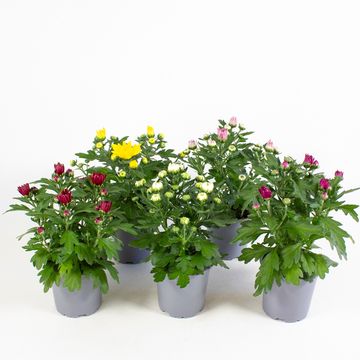 Chrysanthemum DA VINCI MIX