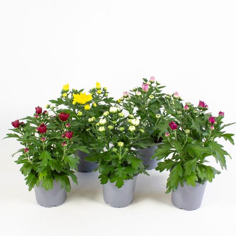 Chrysanthemum DA VINCI MIX