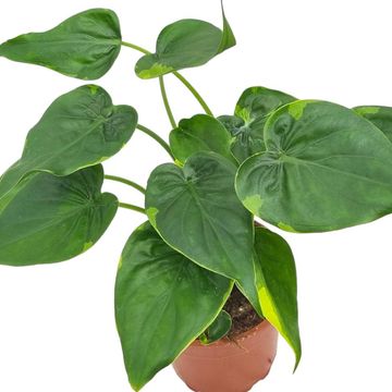 Alocasia cucullata 'Flame'