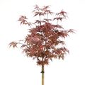 Acer palmatum 'Shaina'