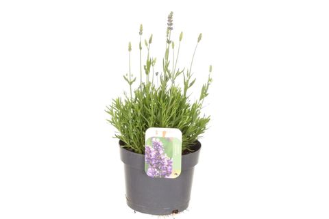 Lavandula angustifolia 'Spear Blue'