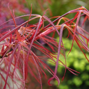 Acer palmatum 'Red Pygmy'