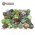 Succulenten MIX