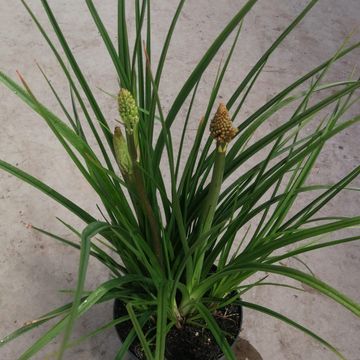 Kniphofia uvaria