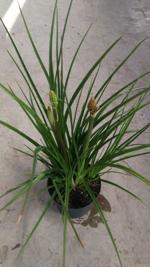 Kniphofia uvaria