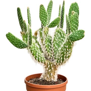 Opuntia erinacea 'Ursine'