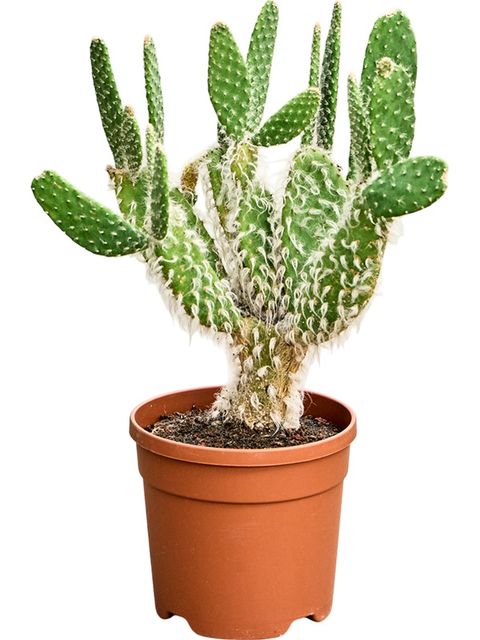 Opuntia erinacea 'Ursine'