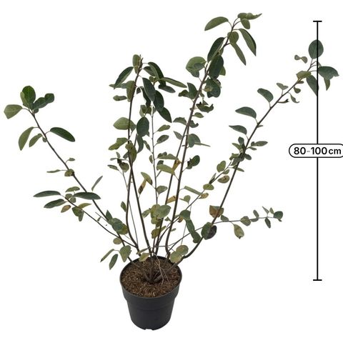 Amelanchier lamarckii
