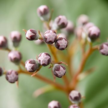 Deutzia MILLION STARS PINK CLOUD