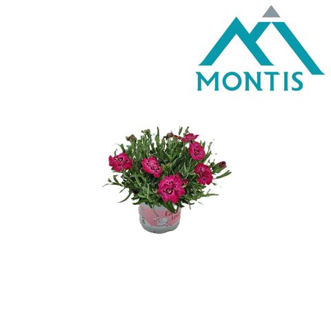 Диантус DIANTICA EARLY LOVE