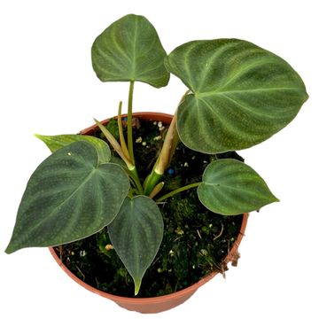Filodendron verrucosum