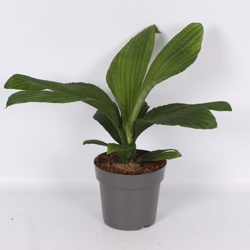 Carludovica 'Jungle Drum'