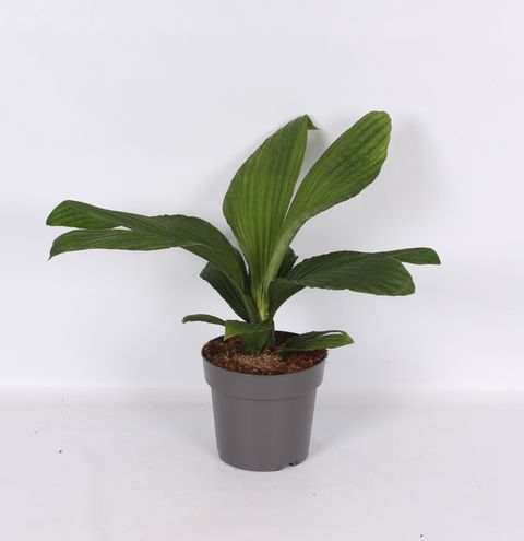 Carludovica 'Jungle Drum'
