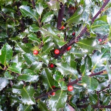 Ilex x meserveae 'Blue Angel'