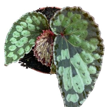 Begonia 'Umbrella Hybrid'