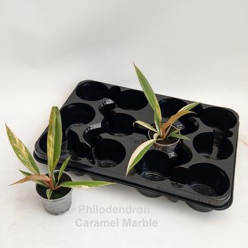 Філодендрон 'Caramel Marble'