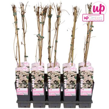 Clematis 'Marjorie' (M)