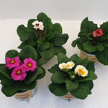 Primula JUPITER MIX