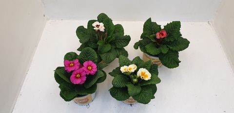 Primula JUPITER MIX