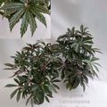 Begonia hemsleyana 'Silver Dots'