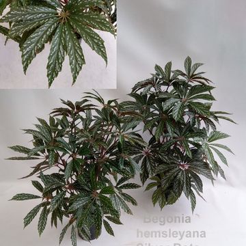 Begonia hemsleyana 'Silver Dots'
