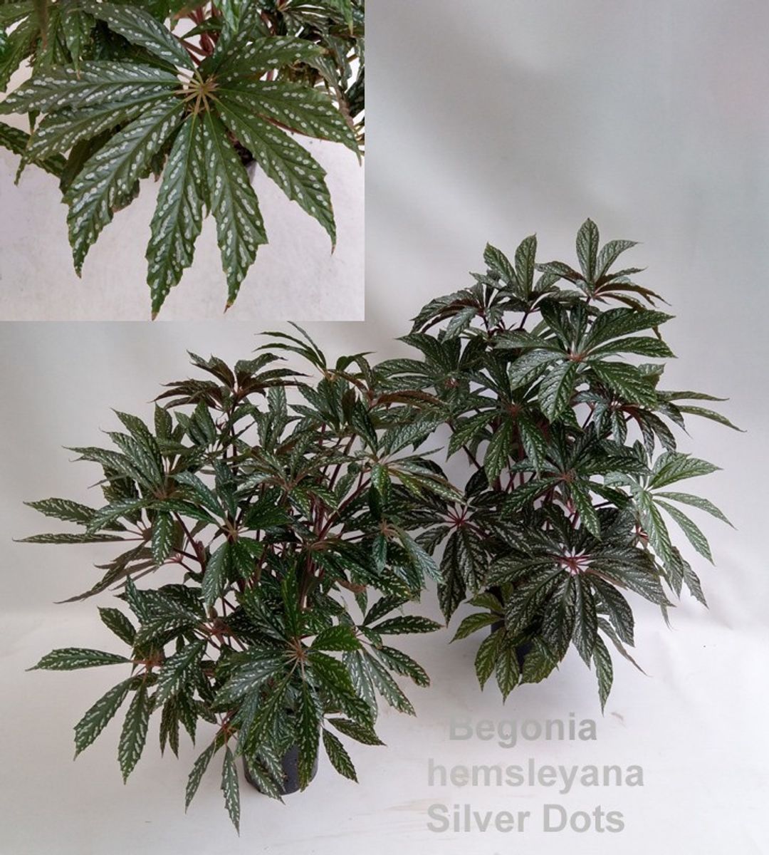 Begonia hemsleyana Silver Dots — Растения Оптовая FlorAccess