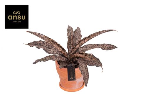 Sansevieria 'Star Canyon Granite'