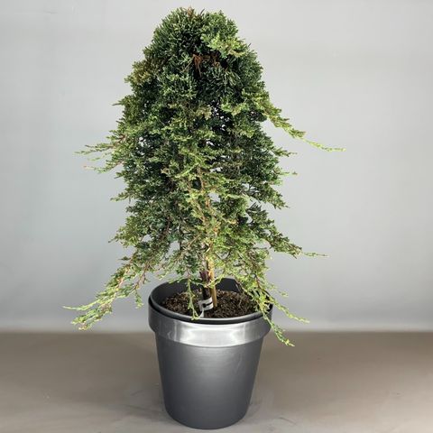 Juniperus horizontalis ICEE BLUE