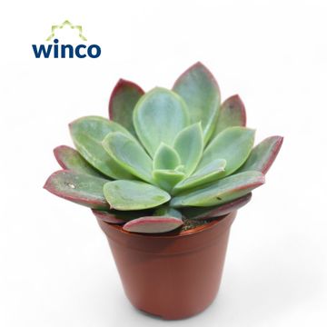 Echeveria 'Luella'
