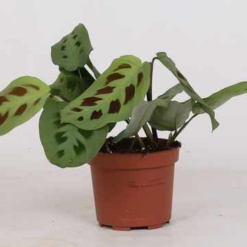 Maranta leuconeura 'Kerchoveana'