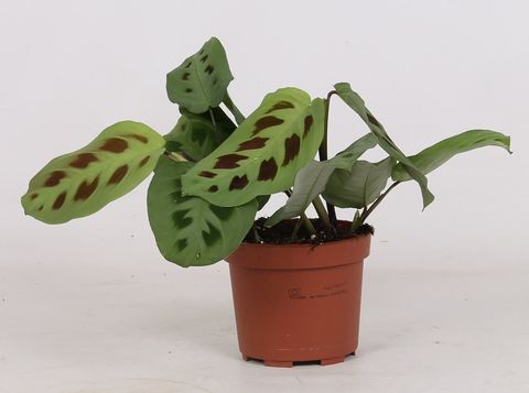 Maranta leuconeura 'Kerchoveana'