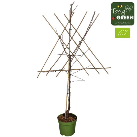 Malus domestica 'Elstar'