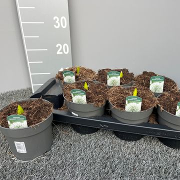 Allium stipitatum 'Mount Everest'