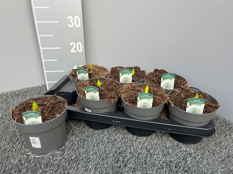 Allium stipitatum 'Mount Everest'