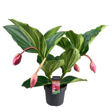 Medinilla magnifica 'Flamenco'