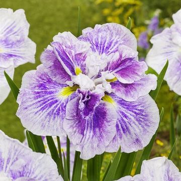 Iris ensata DINNER PLATE CHEESE CAKE