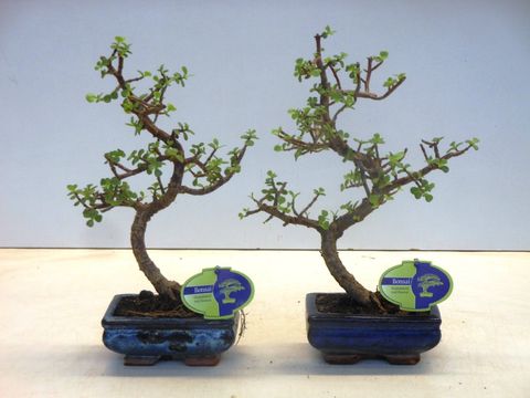 Portulacaria afra