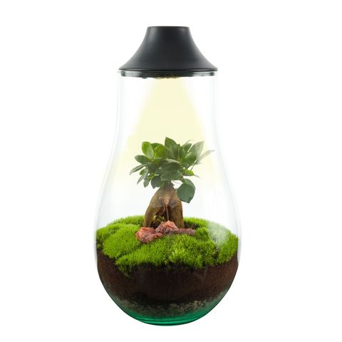 Composizione Terrarium