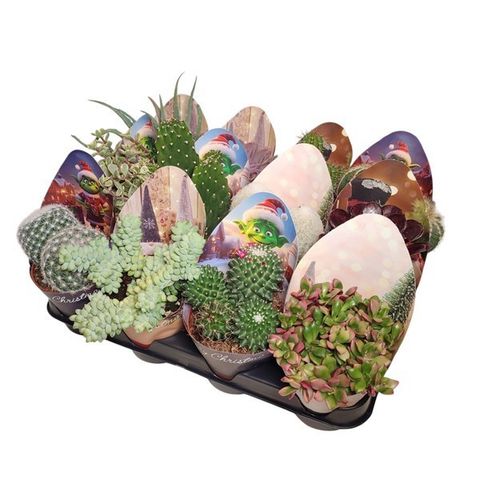 Cactus / Succulents MIX