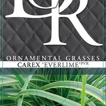 Carex oshimensis EVERCOLOR EVERLIME