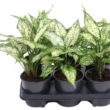 Aglaonema 'White Eileen'