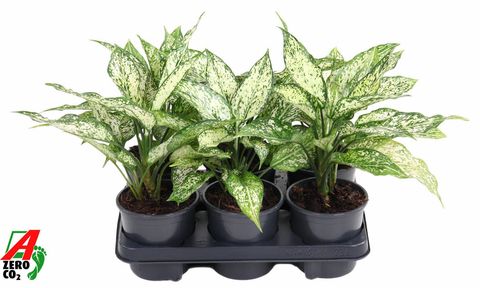 Aglaonema 'White Eileen'